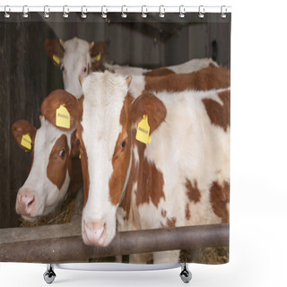 Personality  Calves Shower Curtains