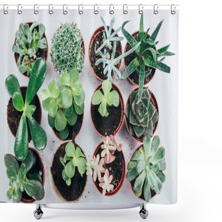 Personality  Top View Of Beautiful Green Succulents Plants In Pots On Grey Shower Curtains