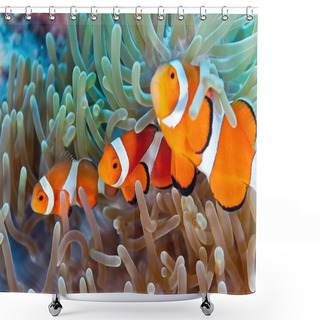 Personality  Clownfish Shower Curtains