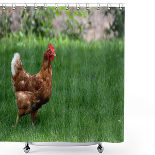 Personality  Rhode Island Red Rooster Chicken Shower Curtains