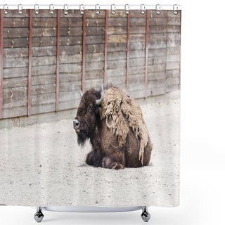 Personality  Brown Furry Bison With Horns Lying Near Wooden Fence In Zoo  Shower Curtains