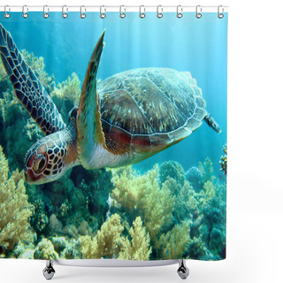 Personality  Green Sea Turtle Shower Curtains