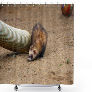 Personality  Ferret Shower Curtains