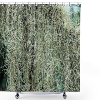 Personality  White Curved Roots Of Plant In Botanical Garden In Daylight Shower Curtains