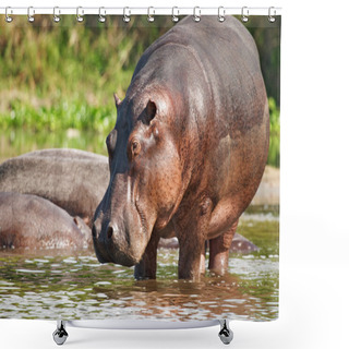 Personality  Wild Hippo Shower Curtains