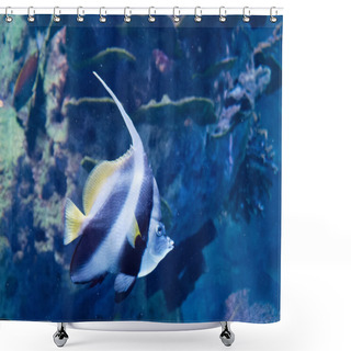 Personality  Angelfish Pterophyllum Scalare Saltwater Fish Swimming In Water Close Up Shower Curtains