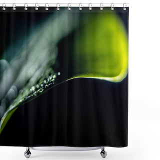 Personality  Macro View Of Green Wet Leaf, Isolated On Black Shower Curtains