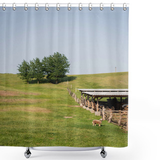 Personality  Sheep Grazing On Green Pasture Near Wooden Corral In Countryside Shower Curtains
