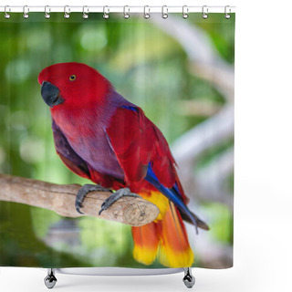 Personality  Female Eclectus Parrot On A Tree Brunch Shower Curtains
