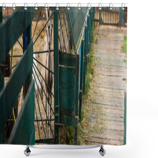 Personality  Selective Focus Of Goat With Goatling In Corral On Farm, Panoramic Concept Shower Curtains