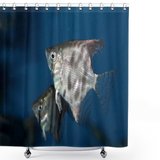 Personality  Altum Angelfish - Freshwater Aquarium Fish Shower Curtains