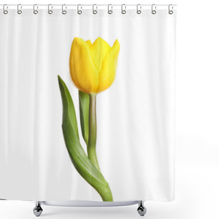 Personality  Beautiful Tender Spring Tulip Isolated On White Shower Curtains