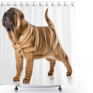 Personality  Chinese Shar Pei Puppy Shower Curtains