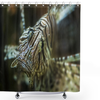Personality  Lion Fish - Pterois Shower Curtains