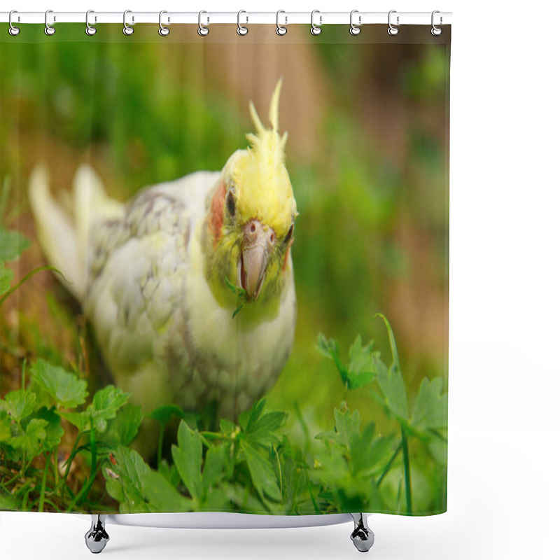 Personality  Corella Parrot Close-up. Macro Photography Of A Bird In The Wild. Shower Curtains