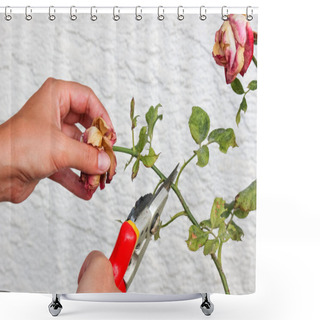 Personality  Detail Of Woman Hands Pruning Roses With Garden Scissors. White Wall With Pattern In Background. Dry Roses. Rose Leaves With Spot. Plant Diseases. Trimming. Gardening Shower Curtains
