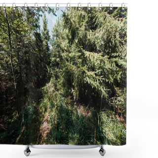 Personality  Sunshine On Evergreen Firs In Tranquil Forest  Shower Curtains