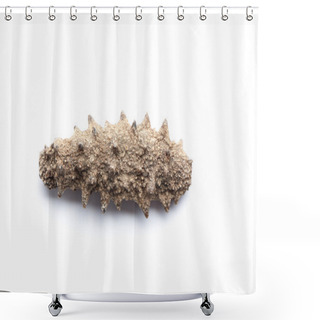 Personality  Sea Cucumber Shower Curtains