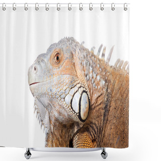 Personality  Green Iguana On White Shower Curtains