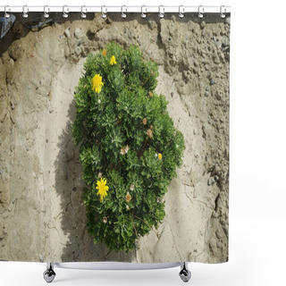 Personality  Argyranthemum Frutescens Blooms With Yellow Flowers In August In The Garden. Argyranthemum Frutescens, Paris Daisy, Marguerite Or Marguerite Daisy, Is A Perennial Plant Known For Its Flowers. Rhodes Island, Greece Shower Curtains
