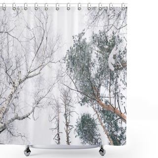 Personality  Bottom View Of Trees Covered With Snow In Forest Shower Curtains