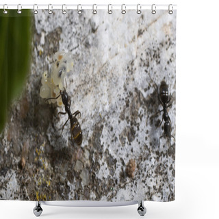 Personality  Ant Transporting Eggs Shower Curtains
