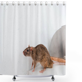 Personality  Small Rat On White Table Near Bread Box And Wall In Kitchen  Shower Curtains