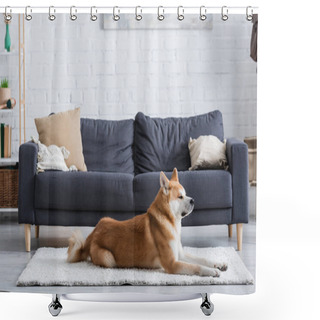 Personality  Akita Inu Dog Lying On Carpet In Modern Living Room Shower Curtains