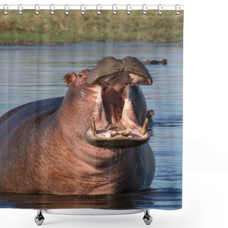 Personality  Common Hippopotamus Or Hippo (Hippopotamus Amphibius) Showing Aggression. Okavango Delta. Botswana Shower Curtains
