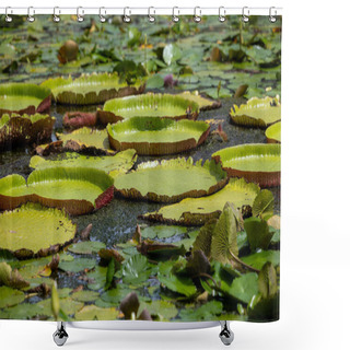 Personality  World Famous Pond With Giant Water Lilies In The Botanical Garden Of Pampelmousses, Mauritius Island Shower Curtains
