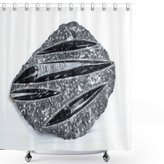 Personality  Orthoceras Stone Fossil Shower Curtains
