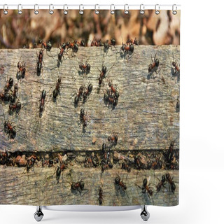 Personality  Many Ants On A Board Shower Curtains
