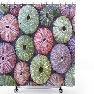 Personality  Variety Of Colorful Sea Urchins On The Beach Shower Curtains