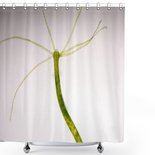 Personality  Hydra Is A Genus Of Small Fresh-water Animals Of The Phylum Cnidaria And Class Hydrozoa. Shower Curtains