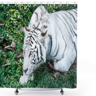 Personality  White Tiger In Nightsafari Chiangmai Thailand Shower Curtains