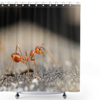 Personality  Red Ant On The Wall Shower Curtains