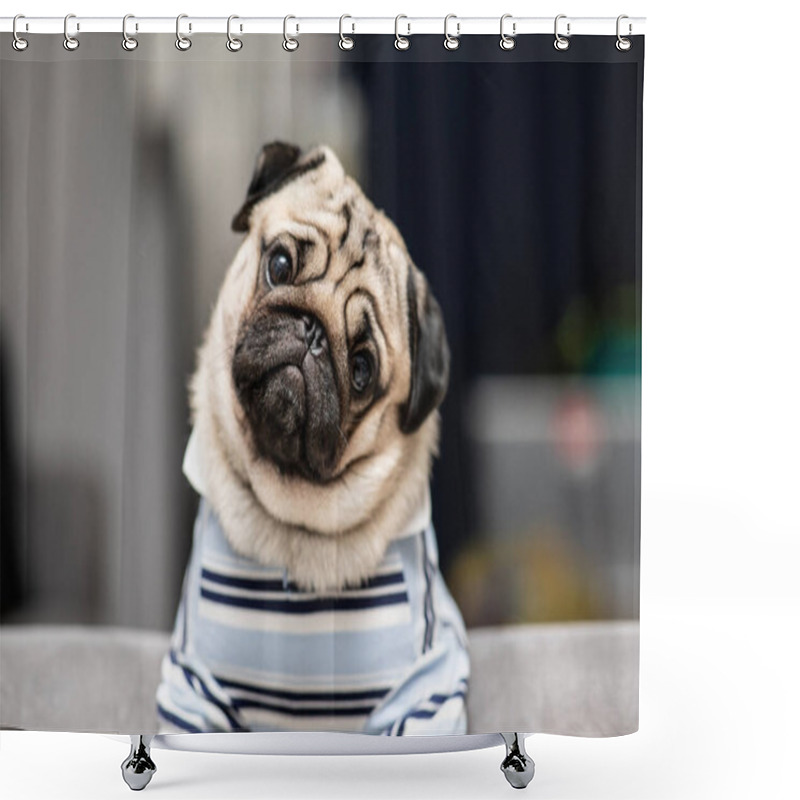 Personality  cute dog pug breed have a question and making funny face feeling so happiness and fun,Selective focus shower curtains