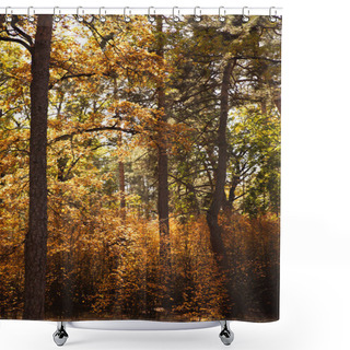 Personality  Trees With Yellow And Green Leaves In Autumnal Park At Day  Shower Curtains