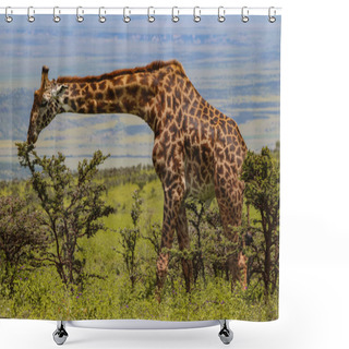 Personality  Giraffe Standing And Eating Green Leaves On Tree In Savanna  Shower Curtains