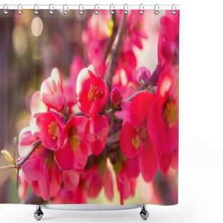Personality  Maule's Quince Shrub Blooming In Spring Shower Curtains