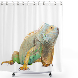 Personality  Iguana On Isolated White Shower Curtains
