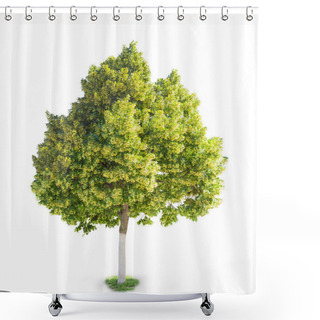Personality  Flowering Linden Tree On A Light Background  Shower Curtains