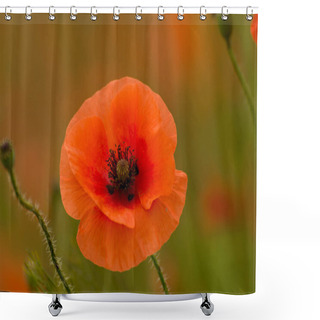 Personality  Beautiful Red Poppies On The Summer Meadow. Red Flower Symbol Remembrance Day Shower Curtains