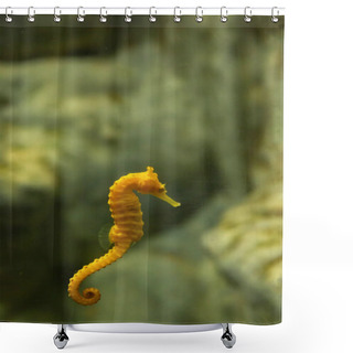 Personality  A Yellow Seahorse And A Pink Seahorse With Red Aquatic Plant In Water. Shower Curtains
