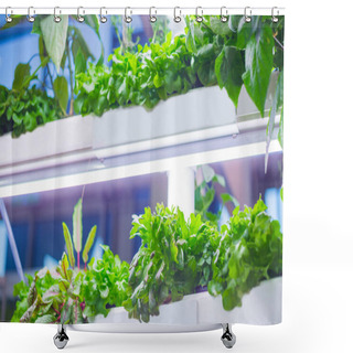 Personality  Green Plants Growing In Pots Shower Curtains