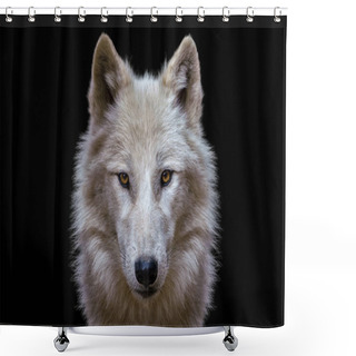 Personality  Portrait Of Arctic Wolf Isolated On Black Background. Polar Wolf. Shower Curtains