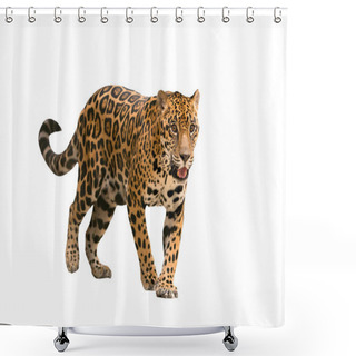 Personality  Jaguar ( Panthera Onca ) Isolated Shower Curtains