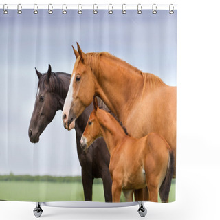 Personality  Mares With Colt Shower Curtains