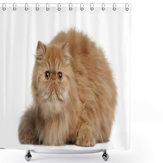 Personality  Persian Cat, 2 Years Old, Sitting In Front Of White Background Shower Curtains