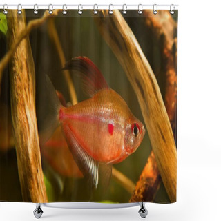 Personality  Active Male Of Bleeding Heart Tetra Shows Its Breeding Colors Ready To Spawn, Hyphessobrycon Socolofi, Freshwater Fish, Endemic Of Rio Negro In Biotope Aquarium With Driftwood Design Shower Curtains